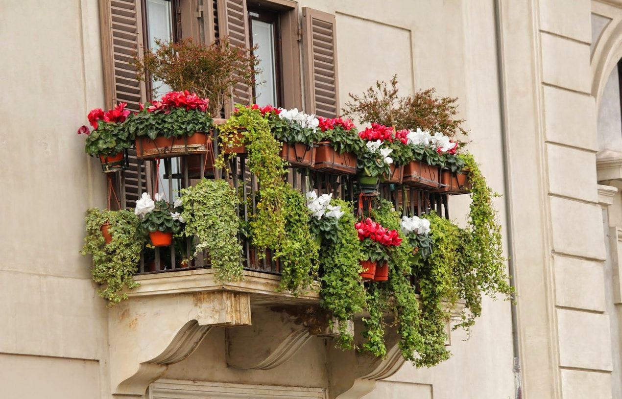 Groen in de winter: fleur je balkon op met wintergroene planten en bloemen