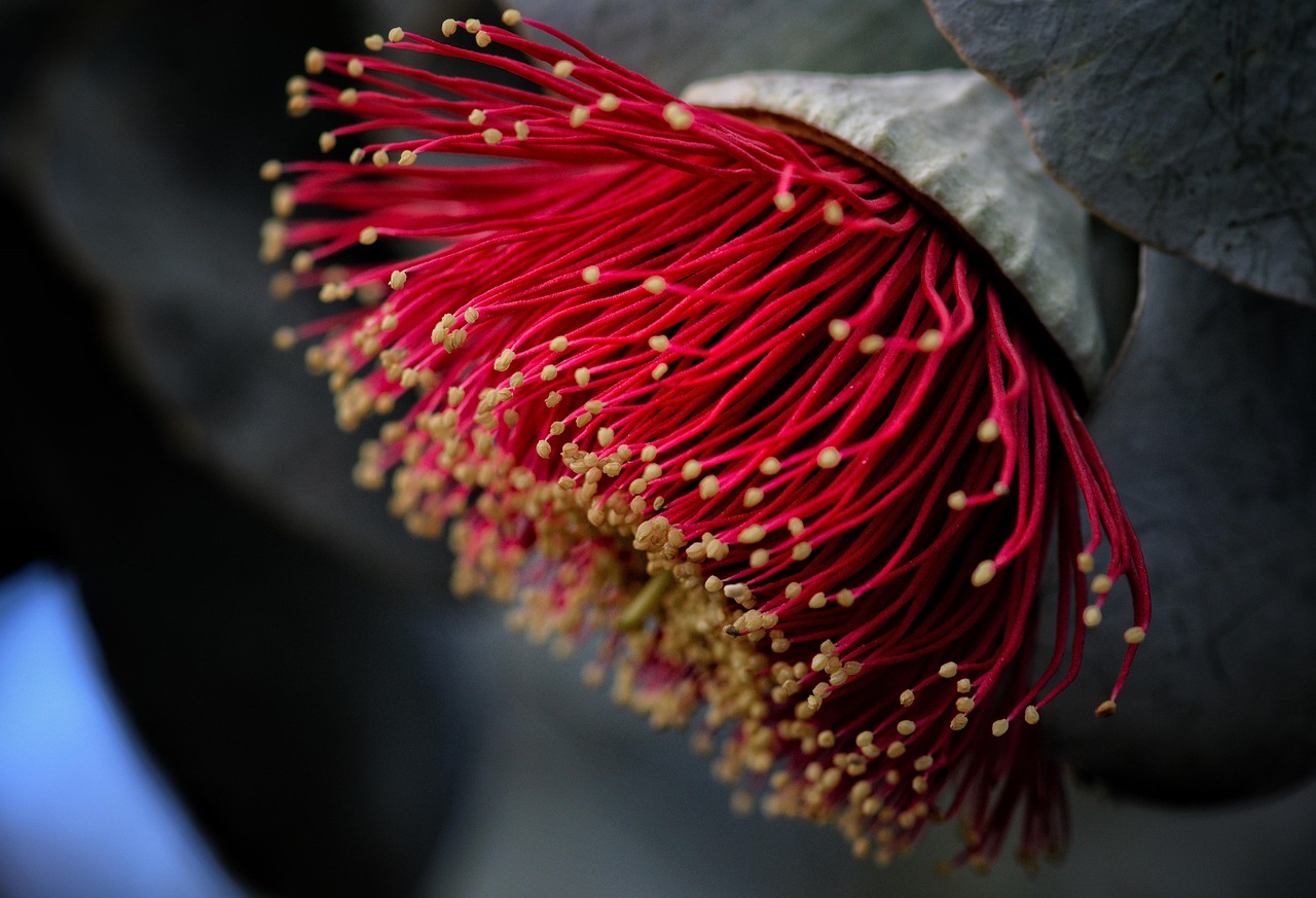 Vogels rusten op inheemse planten in tuin. Vogels rusten op inheemse planten in tuin.