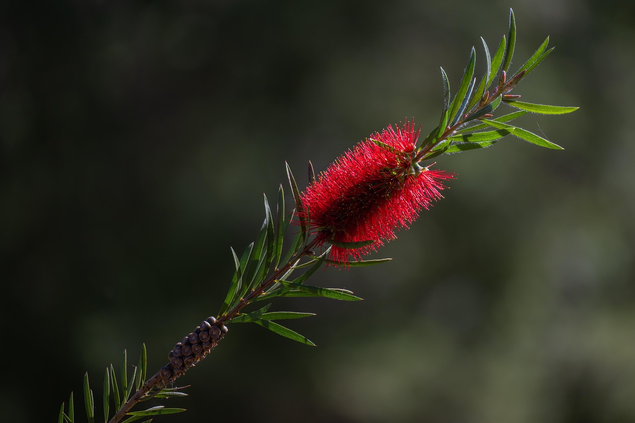Bij een gele inheemse bloem in tuin. Bij een gele inheemse bloem in tuin.