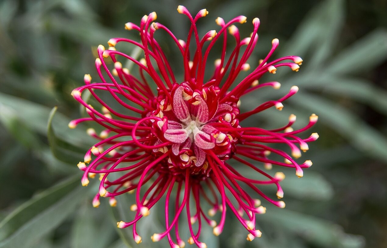 Beplant je tuin voor biodiversiteit: dieren trekken met inheemse planten