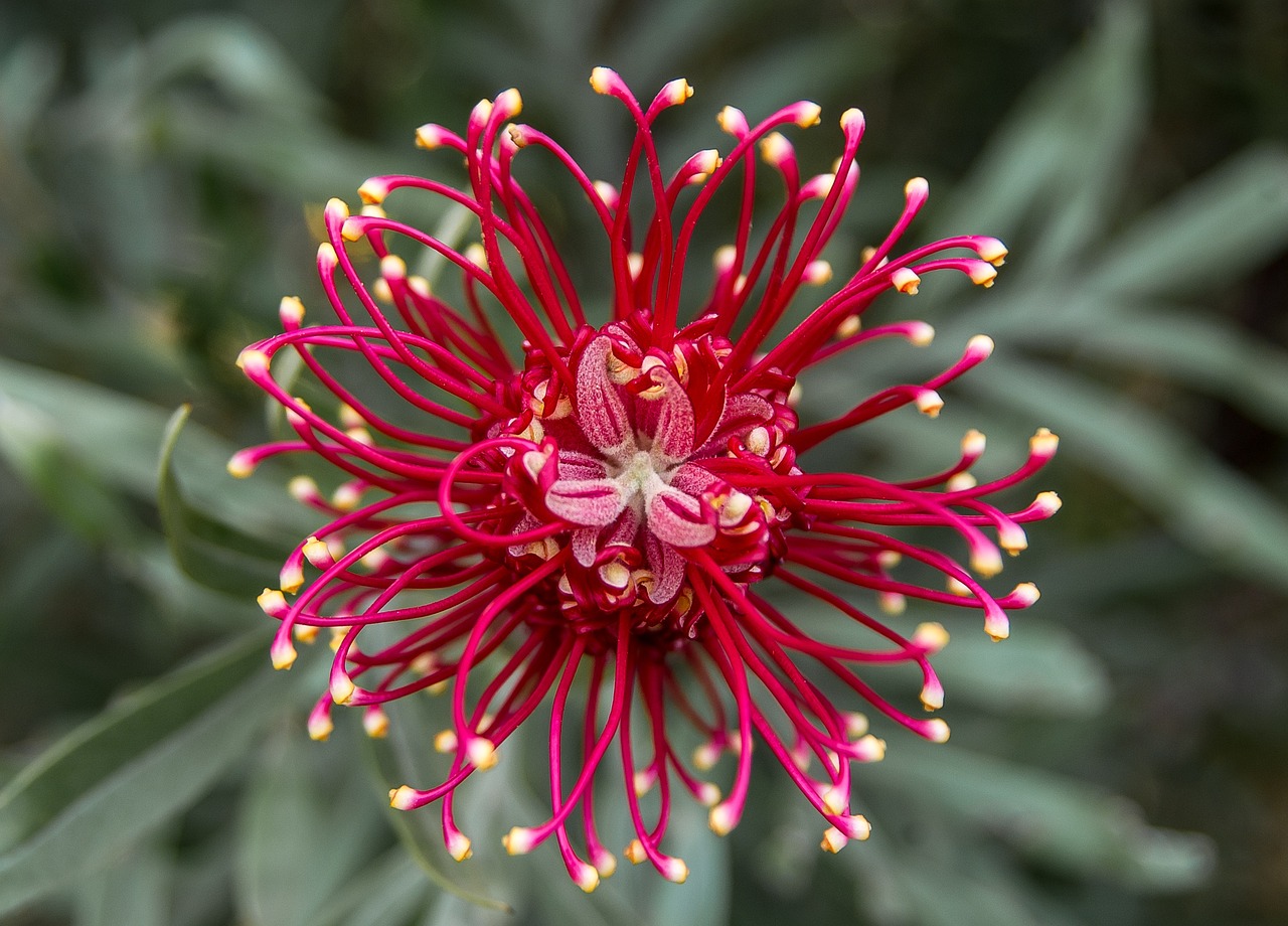Inheemse bloemen trekken vlinders in tuin aan. Inheemse bloemen trekken vlinders in tuin aan.