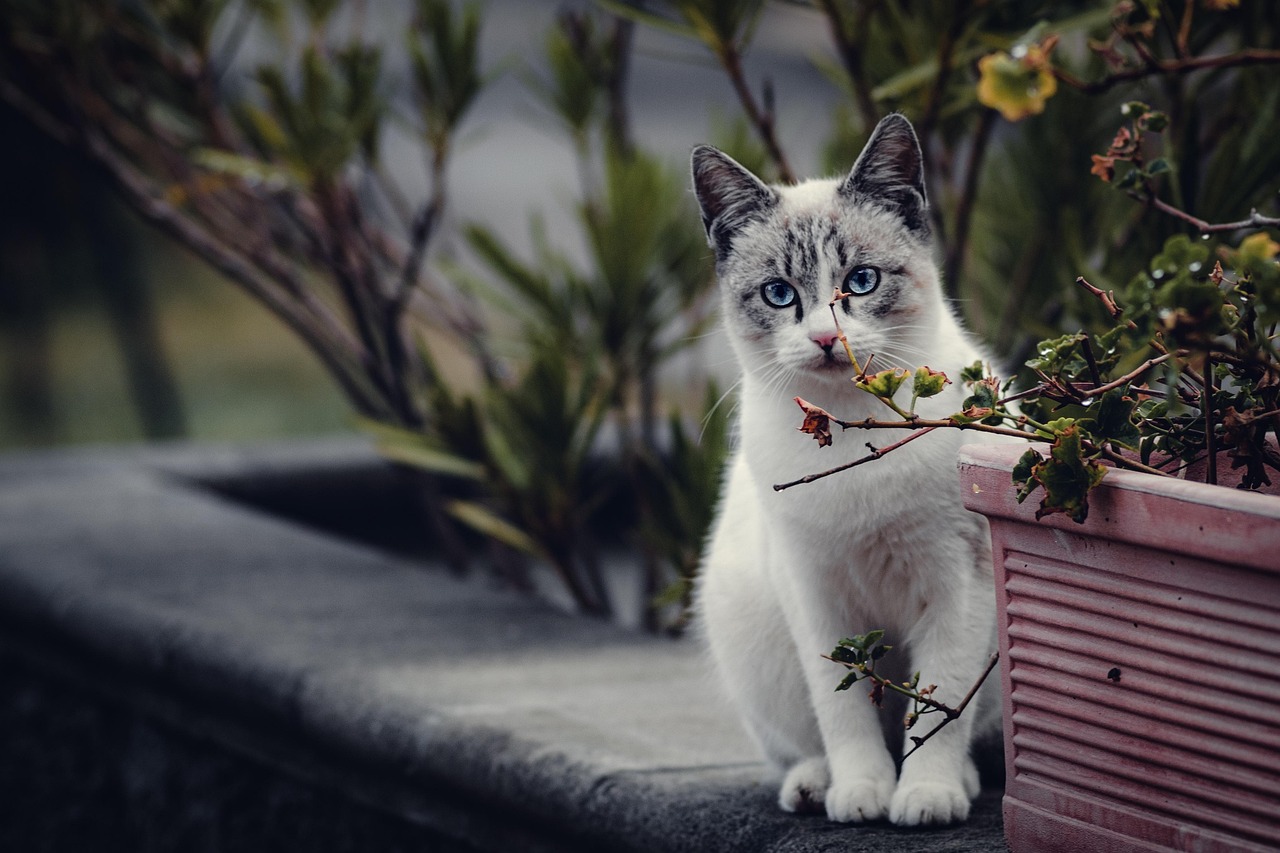 Kat ruikt aan een huisdierenproof plant. Kat ruikt aan een huisdierenproof plant.