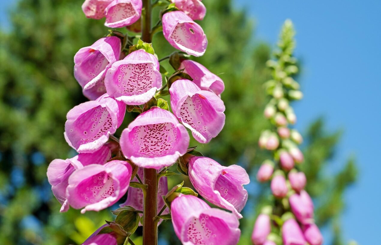 Maximaliseer de ruimte van je moestuin met slimme verticaal tuinieren
