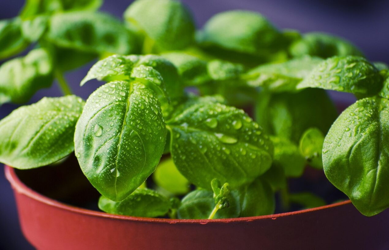 Tuin in een pot: maak je eigen Mediterrane kruidentuin op balkon
