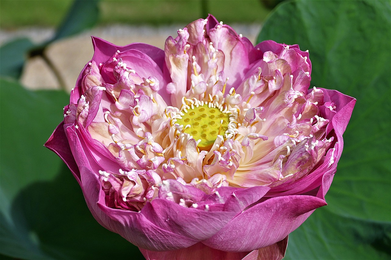 Verwarmde wintertuin met sfeervolle zomerzonnestralen. Verwarmde wintertuin met sfeervolle zomerzonnestralen.