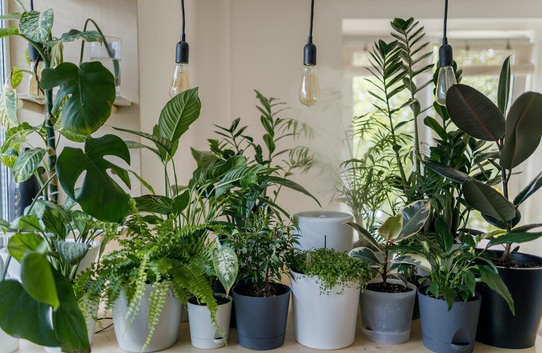 Hoe planten je energierekening kunnen verlagen
