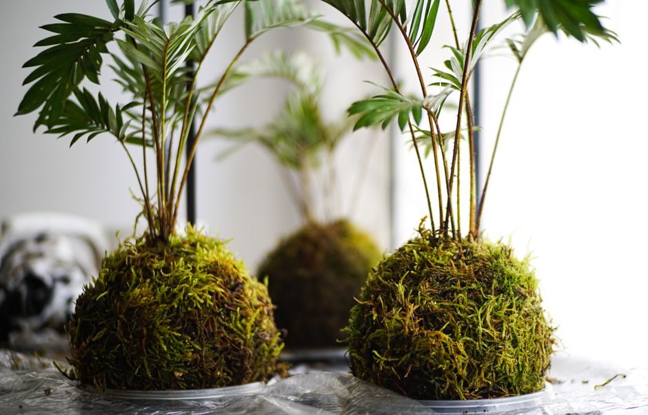 Introductie van kokedama: zwevende tuinen voor binnen
