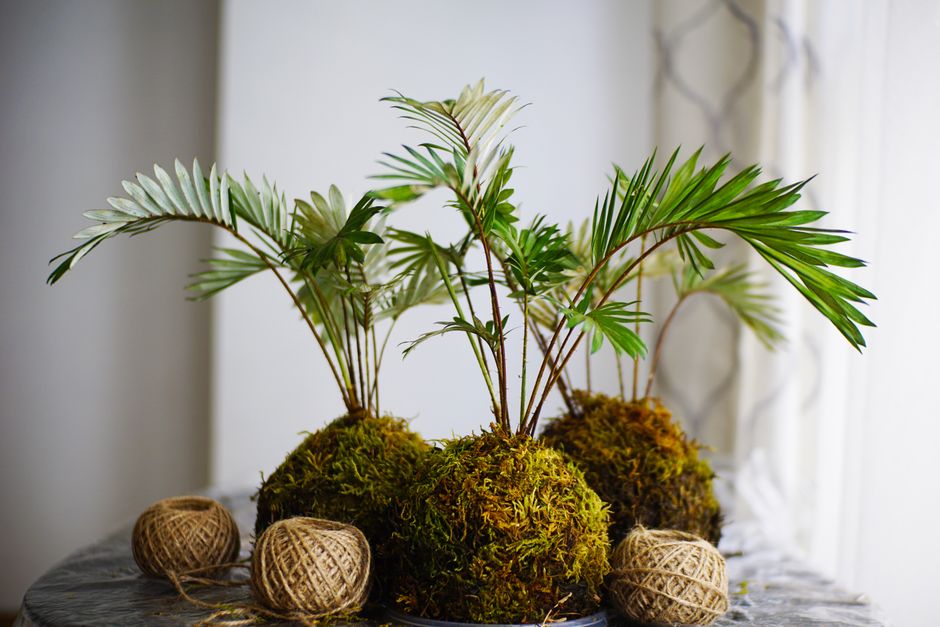 Tafel met verschillende kokedama-plantenstijlen. Tafel met verschillende kokedama-plantenstijlen.